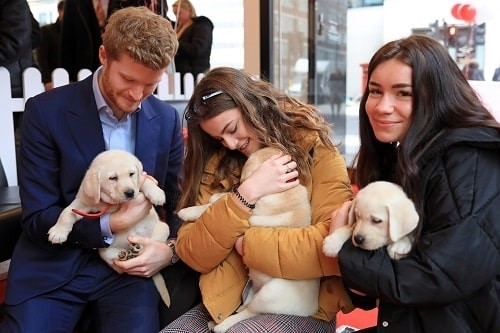 A pop up workplace 'happiness' event encouraged people to hold a puppy for wellbeing. The new five star audits will aims to publish data on approaches to managing wellbeing revealed by the Five Star Health and Safety audits conducted during the 2019/20 cycle